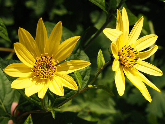 Topinambur, Helianthus tuberosus